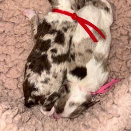 Red - Chocolate merle male Bernedoodle puppy in Curtice, Ohio from The Pink Doghouse