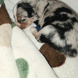 BMF 3 - Blue merle female Miniature Australian Shepherd puppy in Leonard, Texas from Tin Roof Aussies