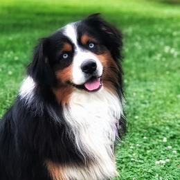 Assorted Doodle Crosses, Aussiedoodles, and Australian Shepherds from Faith, Feathers & FurBabies