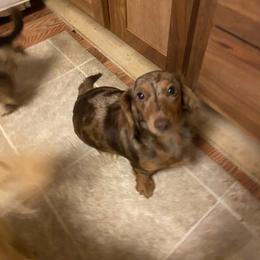 Darcy - Dachshund