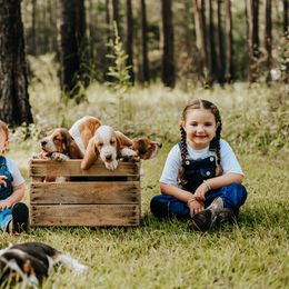 Basset Hound Puppies from Greene Acres Bassets