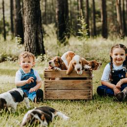Basset Hound Puppies from Greene Acres Bassets