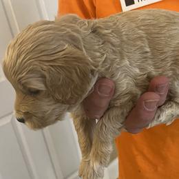 Hunter - Cream male Goldendoodle puppy in Buford, Georgia from Guppy Puppies