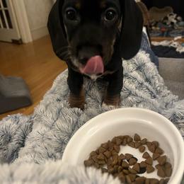 Dachshund Puppies from Witchy Woman’s Wiener’s