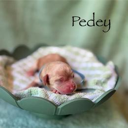Pedey - Buff and white male Cockapoo puppy in Alexandria, Alabama from Bright and Beautiful Cockapoos and Doodles