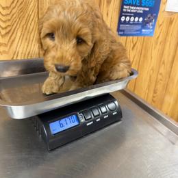 Dark blue collar boy - Gold male Australian Cobberdog puppy in Dover Foxcroft, Maine from Faberge Australian Cobberdog