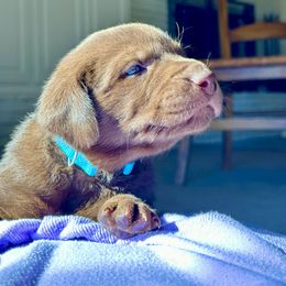 Labrador Retriever Puppies from Bulleit Breeders