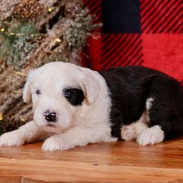 Ebenezer - Gray and white male Old English Sheepdog puppy in Cleveland, Tennessee from Narrow Path Old English & Sheepadoodles