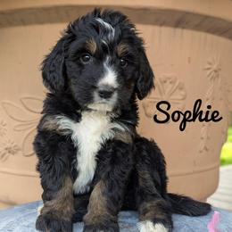 Soohie - Tri-color female Bernedoodle puppy in Lancaster, Minnesota from Richardville Hunde