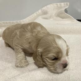 Boy 1 - Buff male Cocker Spaniel puppy in Rising Sun, Maryland from Palmtree Cockers