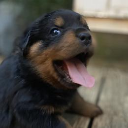 Yellow collar - Black and mahogany female Rottweiler puppy in Linthicum, Maryland from Of The Saints Rottweilers