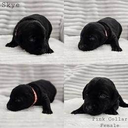 Skye - Pink Collar - Black female Labrador Retriever puppy in Boyd, Minnesota from Lindley Labradors