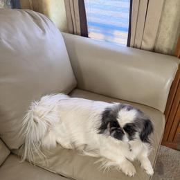 Saya - Pekingese