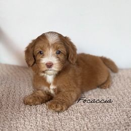 Focaccia - Caramel female Australian Labradoodle puppy in Nashville, Tennessee from SF Australian Labradoodles
