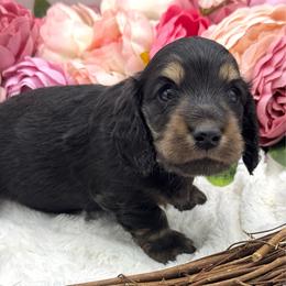 Flick - Black and cream male Dachshund puppy in Exeter, California from Sawtooth Miniature Dachshunds
