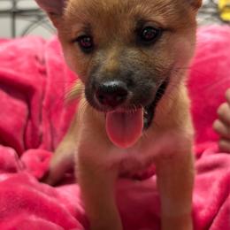 Catherine the Great - Red female Shiba Inu puppy in Las Vegas, Nevada from AKZ Shiba Inus