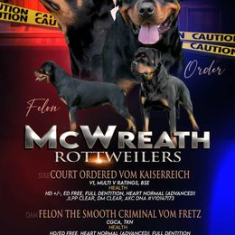 Rottweiler puppies from McWreath Rottweilers