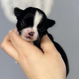 Chihuahua Puppies from Cloud9 Chihuahuas