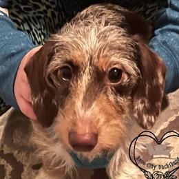 Pepper - Dachshund