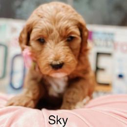 Sky - Cream female Goldendoodle puppy in Pasco, Washington from Camp Doodle Woods