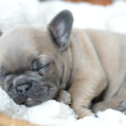 French Bulldog and Goldendoodle Puppies from Fox Run Farm