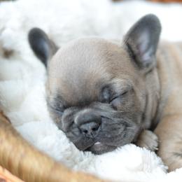 French Bulldog and Goldendoodle Puppies from Fox Run Farm