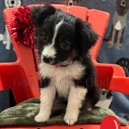 Miniature American Shepherd, Miniature Australian Shepherd, and Toy Australian Shepherd Puppies from Goading Glee Glade