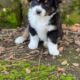 Miniature Australian Shepherd Puppies from Rocky Top Kennels