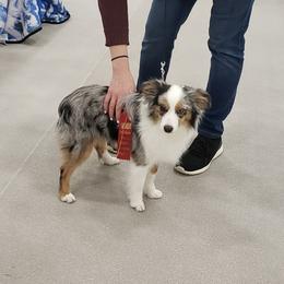 Border Collies, Bordoodles, and Toy Australian Shepherds from Hoffman Forest Acres LLC