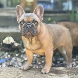 Birdie - Blue fawn female French Bulldog puppy in Hollis, New Hampshire from Big Sky Frenchies