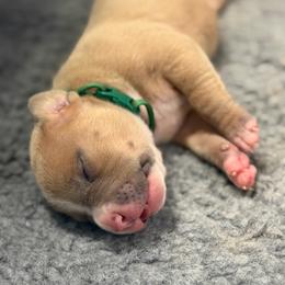 Green Collar Male - Fawn male American Pit Bull Terrier puppy in Pensacola, Florida from Alpha Alliance Kennels