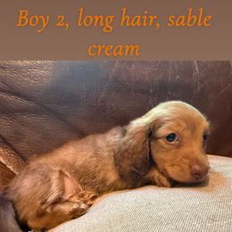 Dachshund Puppies from Hutch hounds