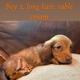 Dachshund Puppies from Hutch hounds