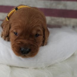 Yellow collar - Dark golden female Golden Retriever puppy in Harrisburg, North Carolina from Bunn Ranch Goldens & Bernese