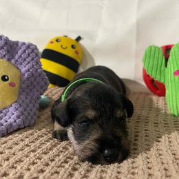 Green collar Girl - Black and silver female Miniature Schnauzer puppy in San Diego, California from KMS-Miniature Schnauzers