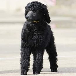 Poodle Puppies from En Vie