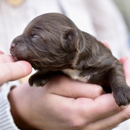 Goldendoodle Puppies from Doodle Babys