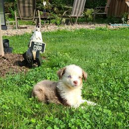 Reba - Red merle Miniature Australian Shepherd puppy in Bethany, Connecticut from Tini Thyme Mini Aussies