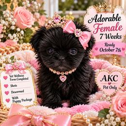 Midnight - Black female Shih Tzu puppy in Victorville, California from Californiadreamyshihtzus