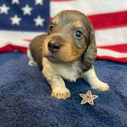 Slinky - Piebald male Dachshund puppy in Plant City, Florida from Oakley's Dachshund Ranch
