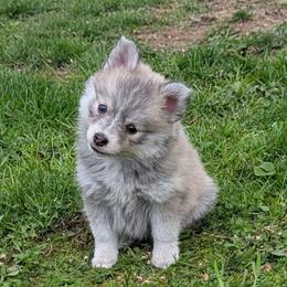 Willie - Wolf sable male Pomsky puppy in Charlotte, Michigan from Moore Pomskies