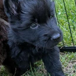 Blue collar - Black seal male German Shepherd puppy in Garrett, Indiana from Devil-Dog Shepherds