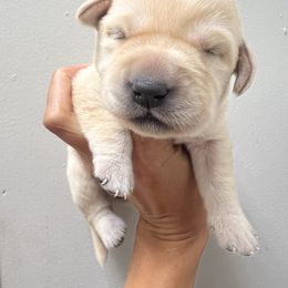 Female - Yellow female Labrador Retriever puppy in Husser, Louisiana from Kristen