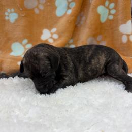 Oralia - Black brindle female Whippet puppy in West Plains, Missouri from Sycamore Ridge Puppies