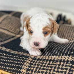 Joe - Parti male Goldendoodle puppy in New Harmony, Indiana from Cottonwood Farms