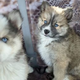 Pomsky Puppies from Pomsky Acres