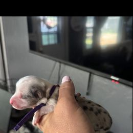 Ella - Blue female Companion Cross puppy in Post Falls, Idaho from Splootin’ around Corgi’s