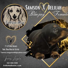 Dachshund Puppies from T’s D’Vine Doxies