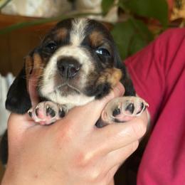 Boy 1 - Black brown and white male Basset Hound puppy in Lindley, New York from Hill Top Basset Hounds & Cane Corso