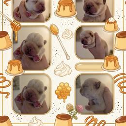 French Bulldog Puppies from Diamond Dreams French Bulldogs